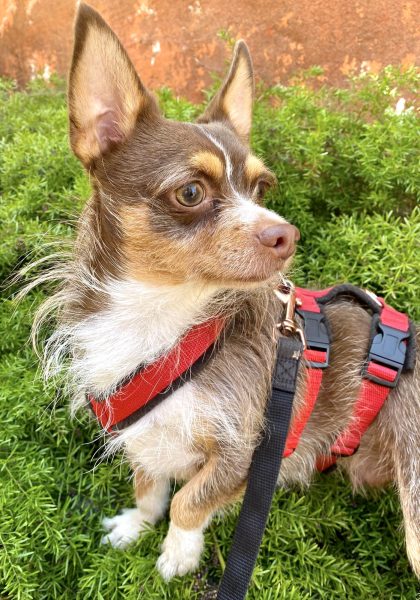 Foto 3-8-24, 18 50 08 (1)