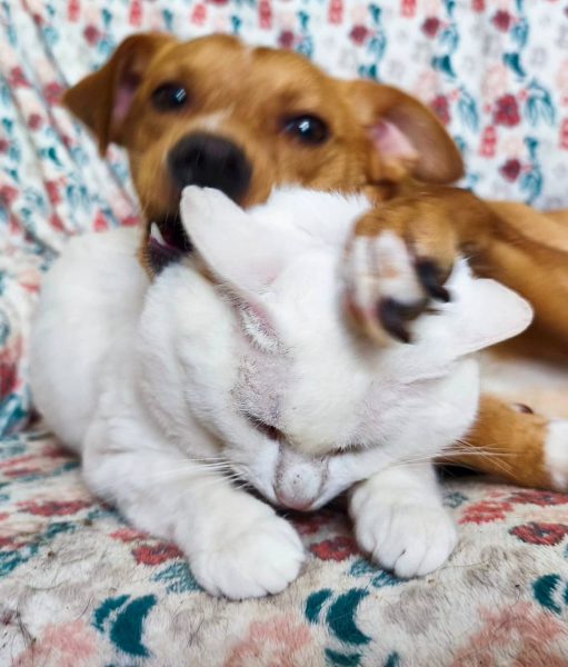 IMAGE 2025-08-27 21:52:55