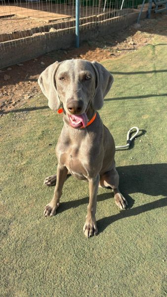 WhatsApp Image 2026-02-06 at 19.22.07 (2)