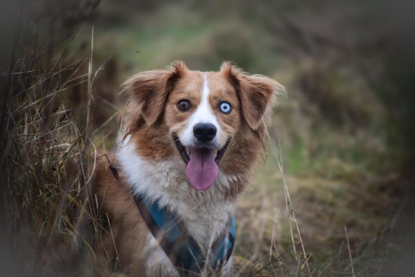 Kleines Portrait im Rahmen von deinem Hund – Bild 2